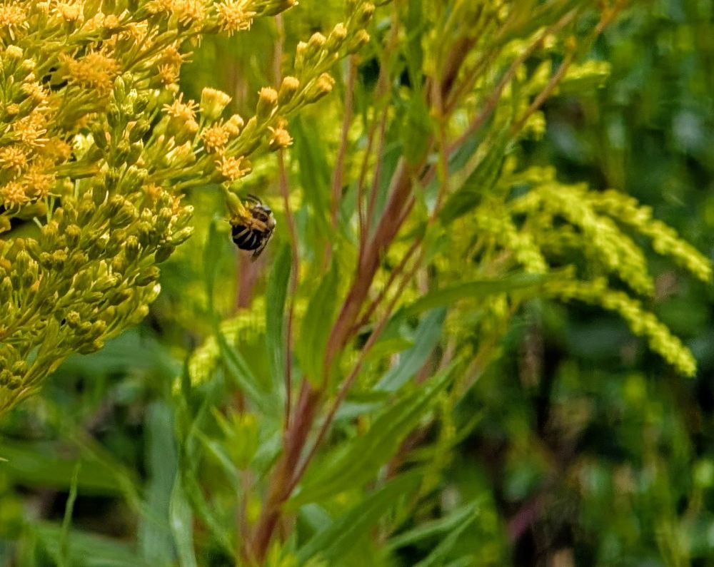 Gimme that nectar!
