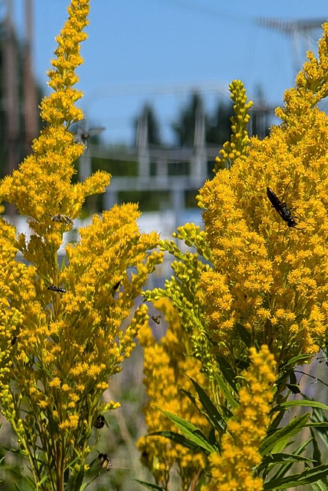 Look closely enough you'll see these flowers crawling with bees and surrounded by busy little bees en route to the next nectar hit!