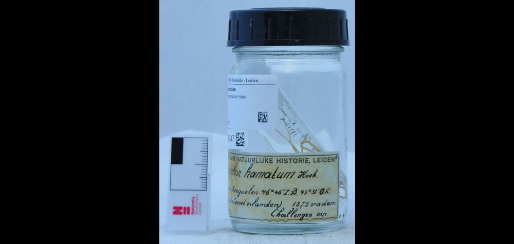 Ejemplar de 𝘕𝘺𝘮𝘱𝘩𝘰𝘯 𝘩𝘢𝘮𝘢𝘵𝘶𝘮 recolectado en la expedición Challenger.  Naturalis Biodiversity Center  (Museo nacional de historia natural y centro de investigación sobre biodiversidad de los Países Bajos)