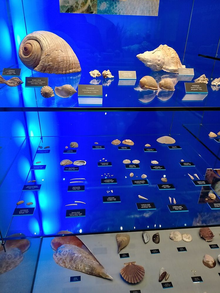Muestras del Museo Nacional de Ciencias Naturales, Madrid, España. 