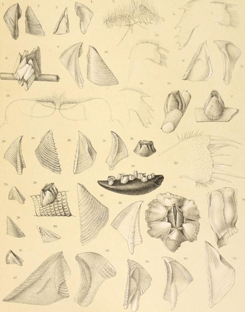 Dibujo anatómico detallado de una especie marina descubierta durante la expedición. 
Texto que aparece bajo la lamina:
1-7 BALANUS COROLLIFORMIS.n.sp. 8-15 B. HIRSUTUS.nsp 16-22 B ROSTRATUS, n sp 5 SOCIALIS. n sp 29-33 B TENUIS.n sp 34 TETRACLITA CCERU LESCENS, Spender, spec 35-38 CHTHAMALUS CHALLENGERI. n sp
