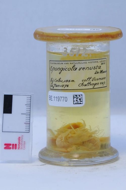 Ejemplares de 𝘚𝘱𝘰𝘯𝘨𝘪𝘤𝘰𝘭𝘢 𝘷𝘦𝘯𝘶𝘴𝘵𝘶𝘴 recolectados durante la expedición Challenger. Naturalis Biodiversity Center  (Museo nacional de historia natural y centro de investigación sobre biodiversidad de los Países Bajos)