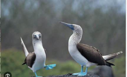 Two blue footed boobies, birds native to Galapagos.