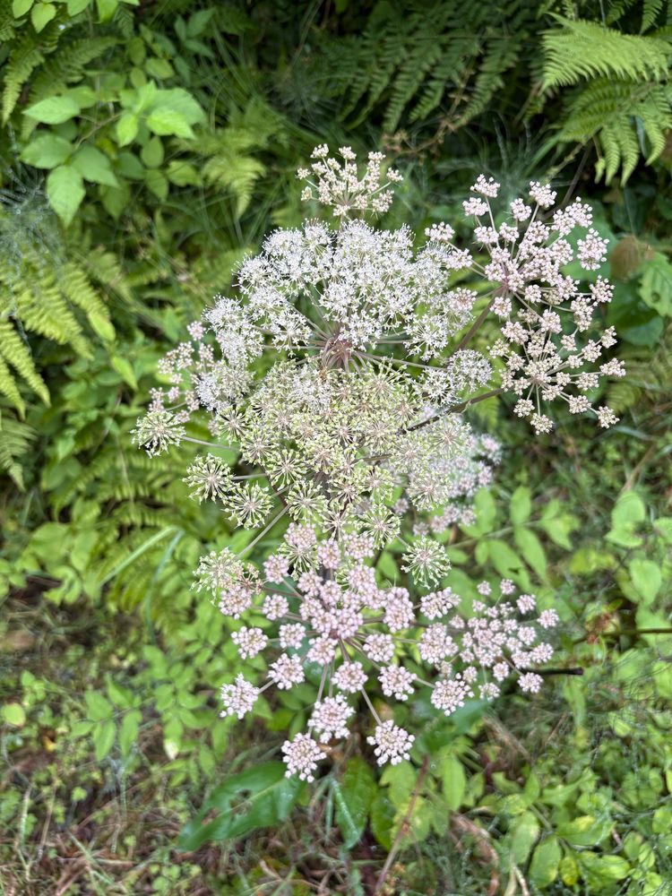 wilder Engelwurz (so heißt das Zeug hoffentlich), weiß-rosa im tiefen Spessart auf dem Weg zum Kalten-Grund-See