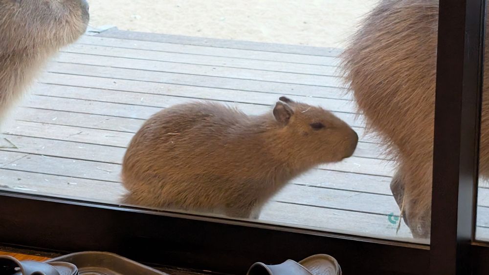 Baby capybara