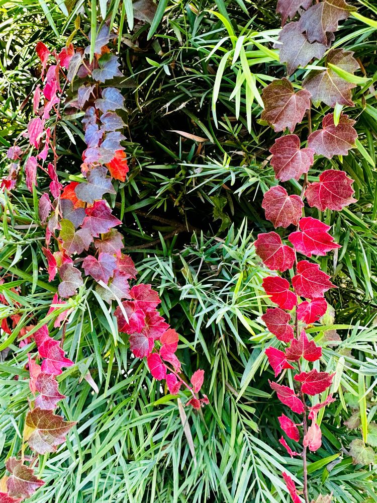 Red Ivy leaves against the backdrop of a green plant