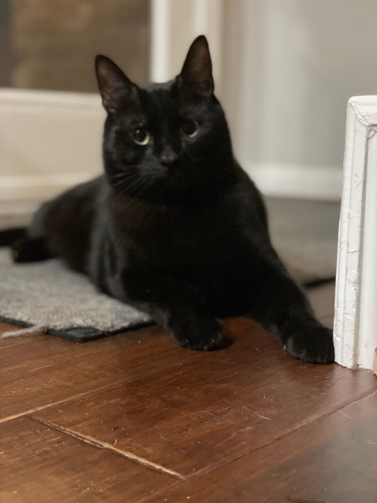 My black cat, Sparkle Magic Max, looking regal and majestic as fuck 