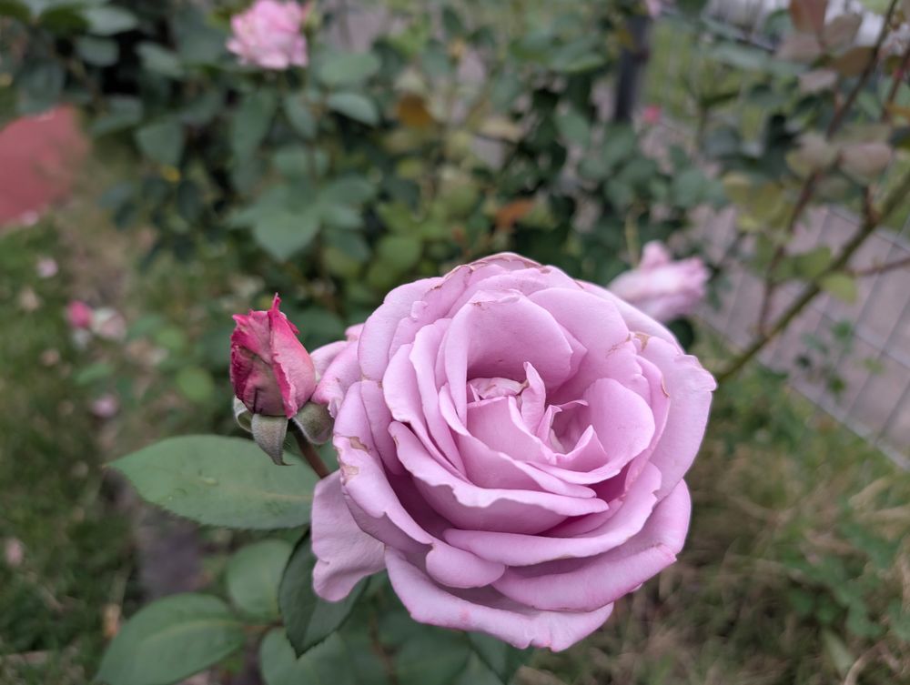 A lavender rose