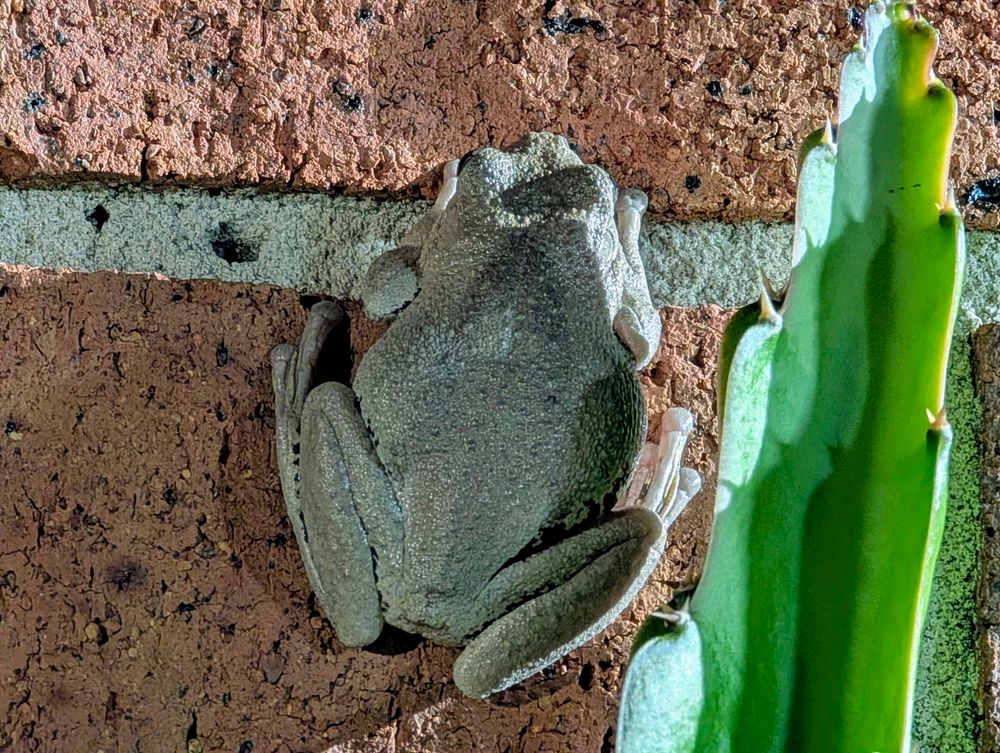 Frog idling by a dragon fruit. 