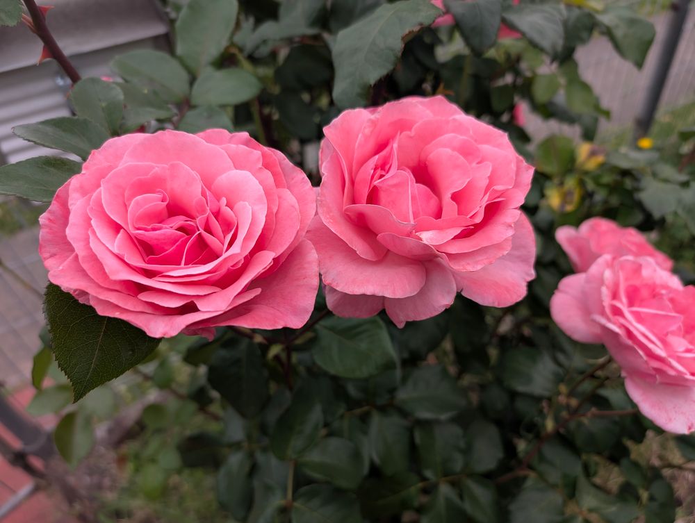 Pink roses