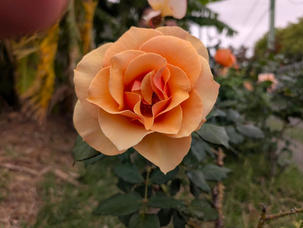 An orange rose