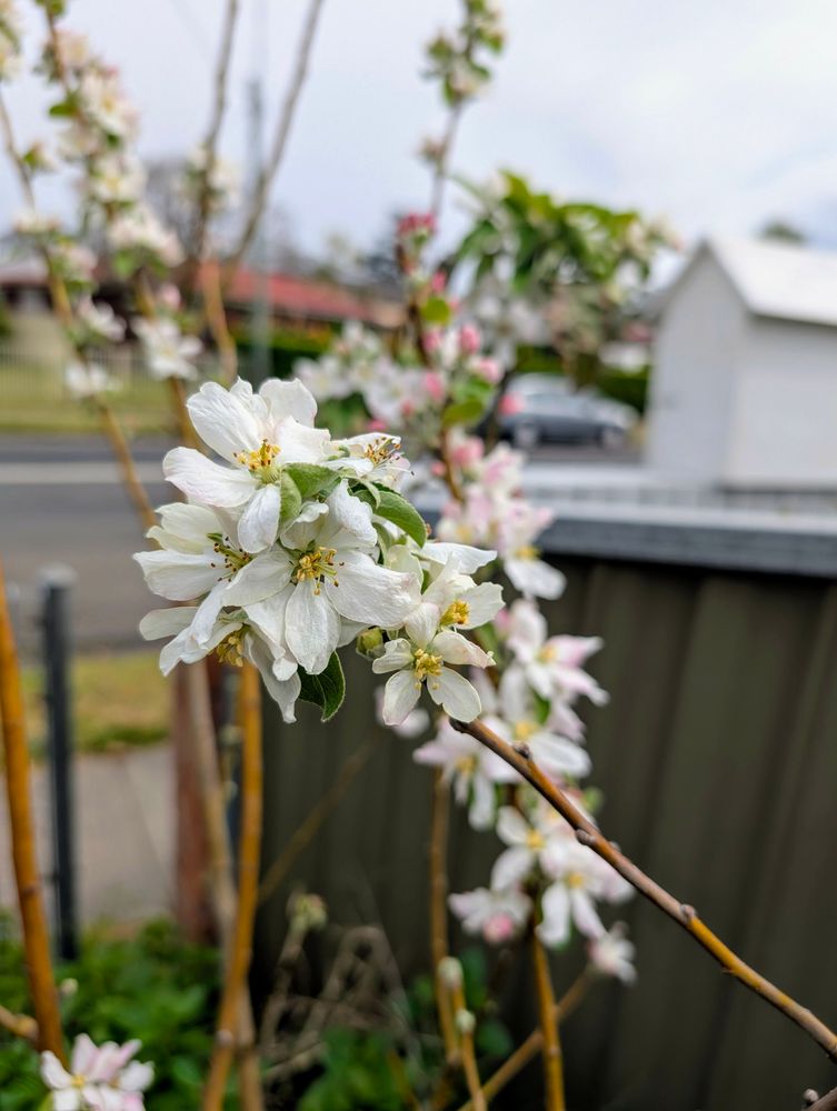Flowers on an apple tree. 