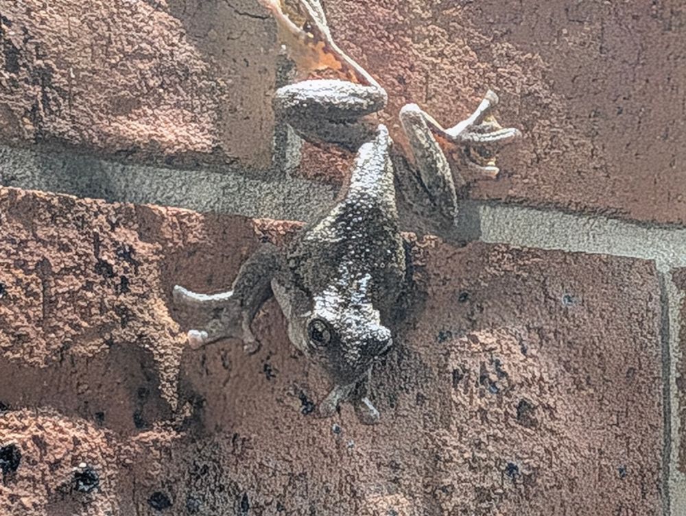 A Peron's tree frog 
