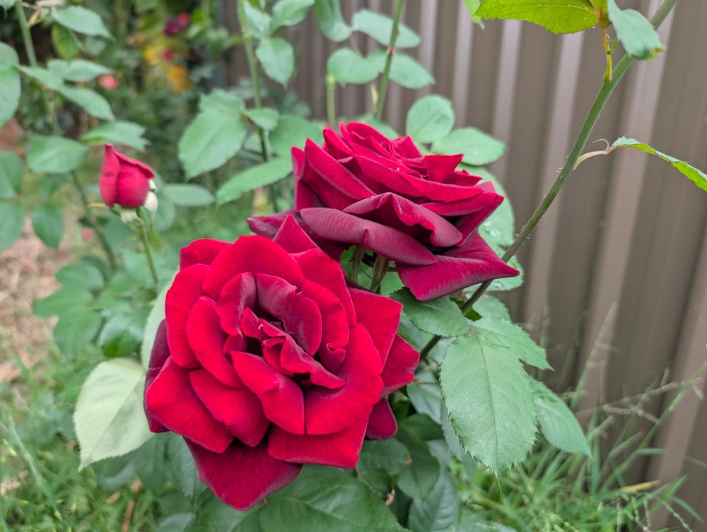 Red roses