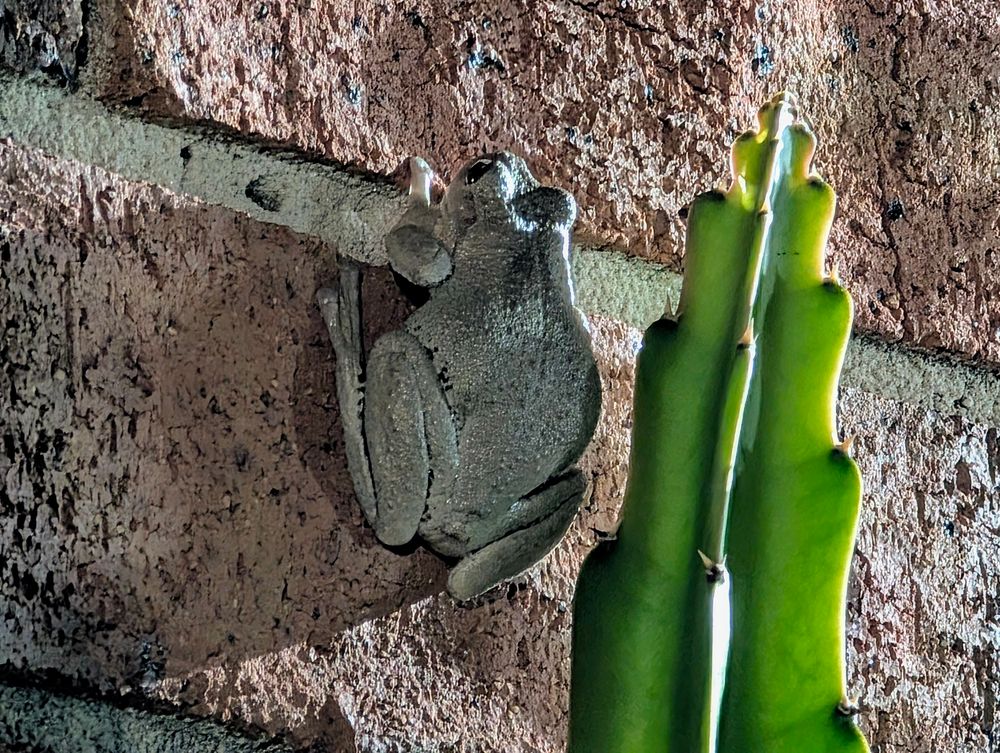 Frog idling by a dragon fruit. 