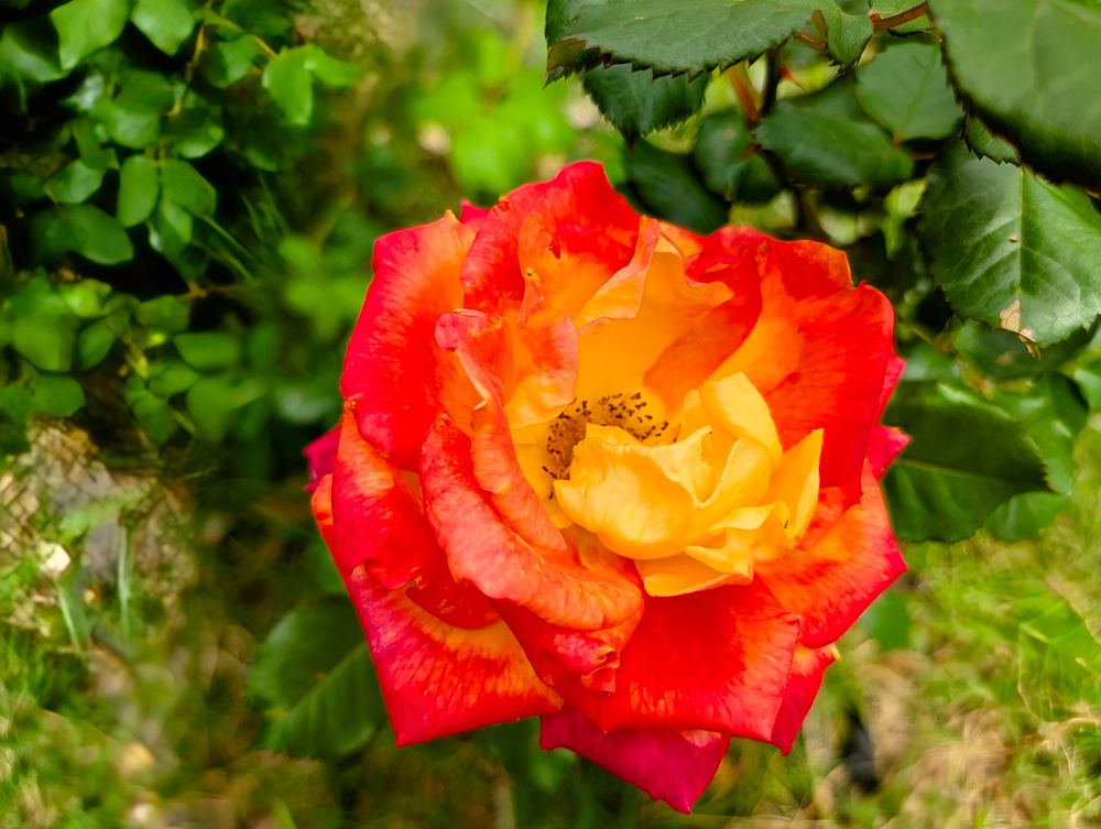 A rose with yellow, orange and red shades