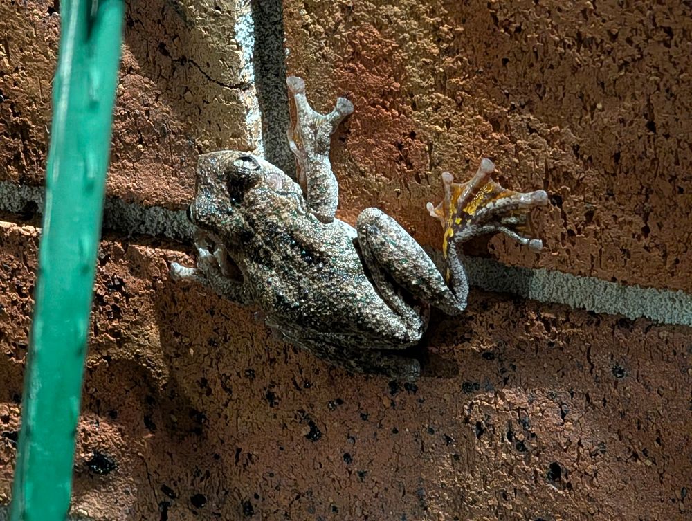 A Peron's tree frog 