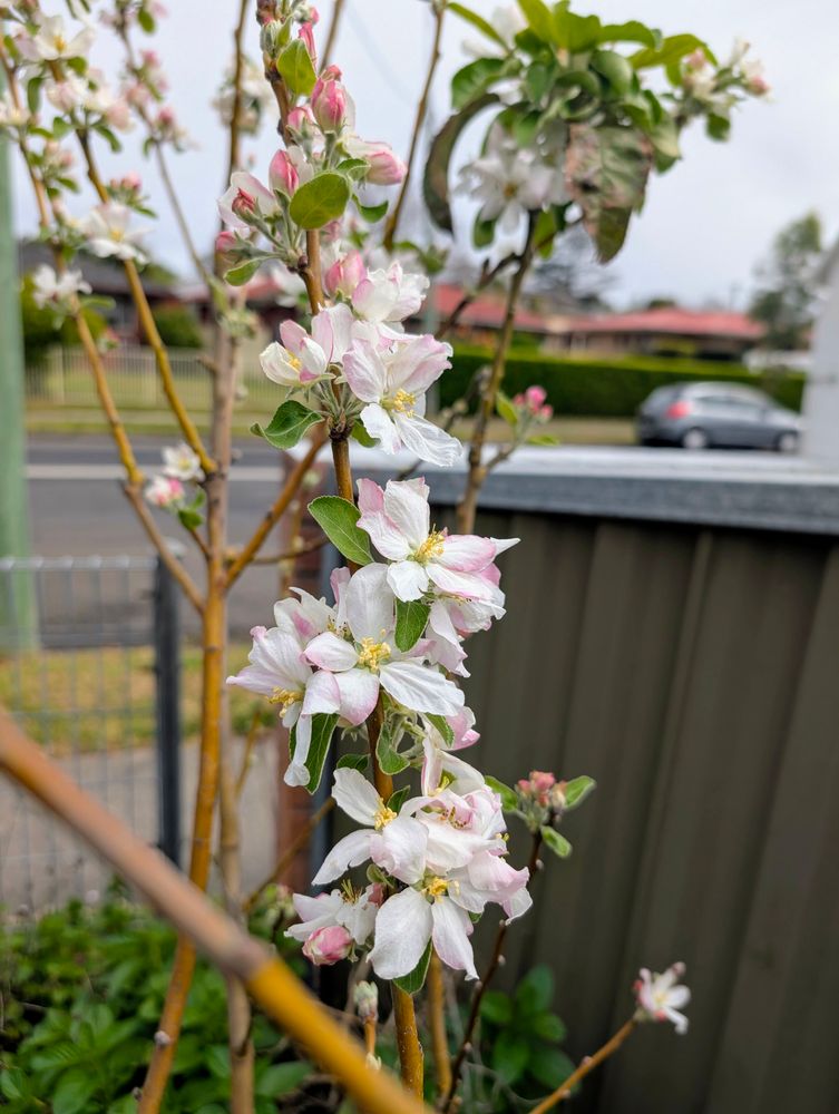 Flowers on an apple tree. 