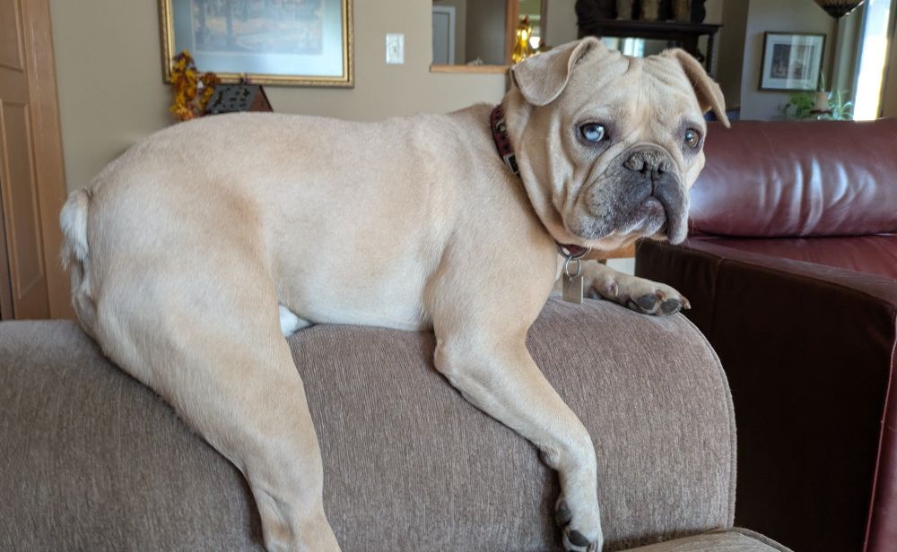 A French bulldog/pug named Murdock sitting on the arm of a couch that's too small