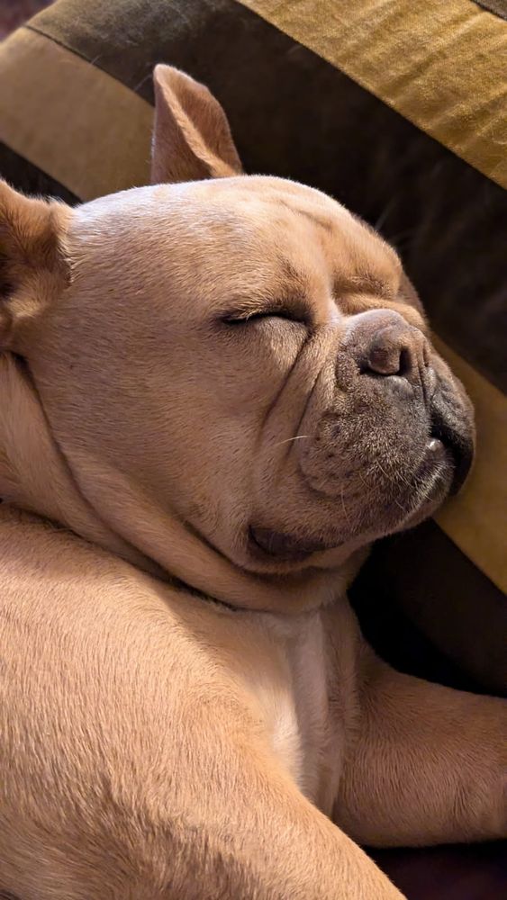 Sleeping Frenchie 