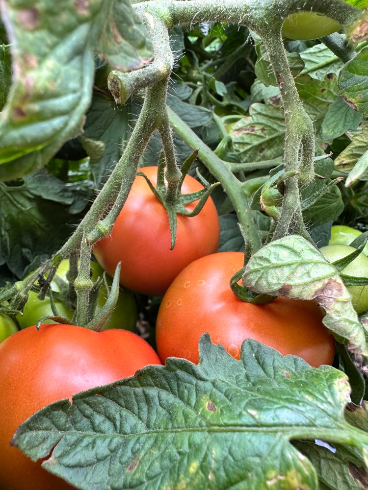 Close up photograph of some red tomatoes on a vine