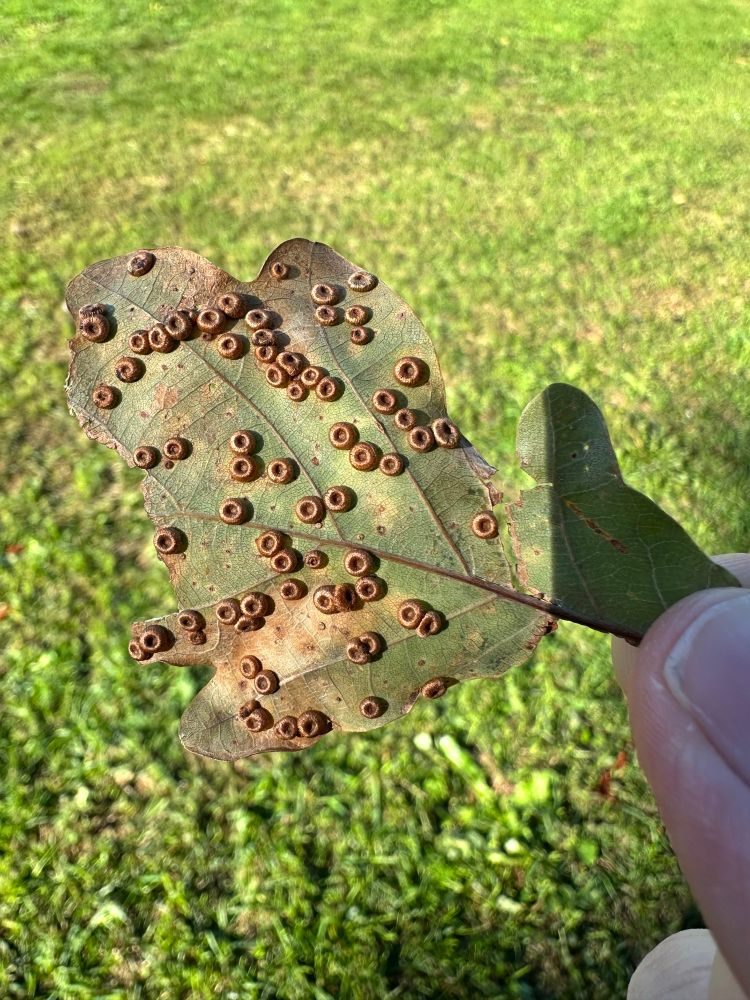 Photograph of the underside of an oak leaf. The leaf is tattered and looks to be browning. There are several dozen goldish-brown ringlets covering the leaf. These are presumably a sign of a parasite, or other disease.