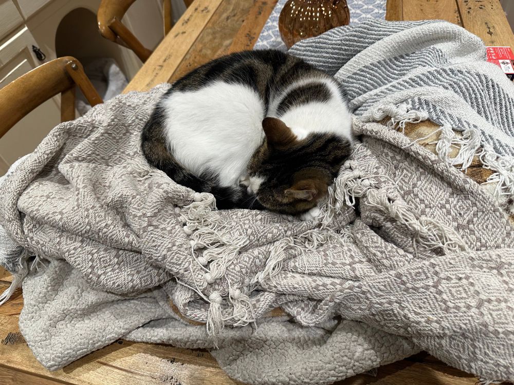 Phootgraph of a tabby cat curled up asleep on a pile of unfolded blankets