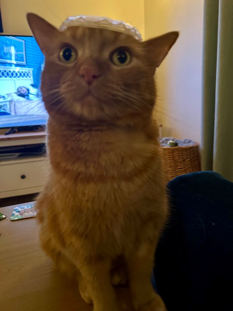 Photograph of an orange cat sat up on a table with a small plastic disc rested on his head like a hat