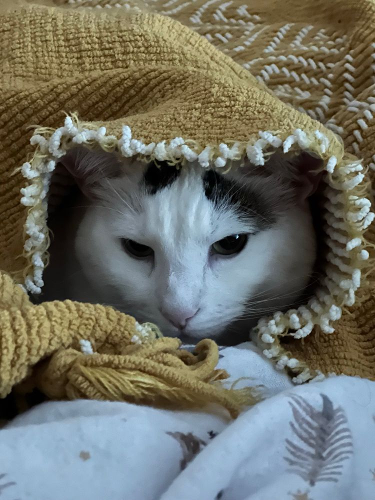 Photograph of a white cat with black spots snuggled up under a blanket making it look like a cloak
