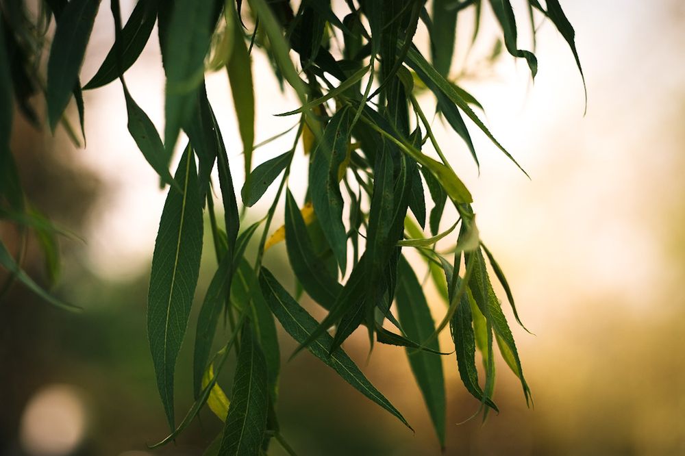 Long green willow leaves against a blurry, creamy bokeh background.