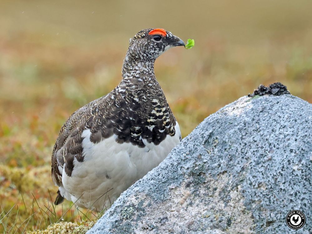 Ptarmigan