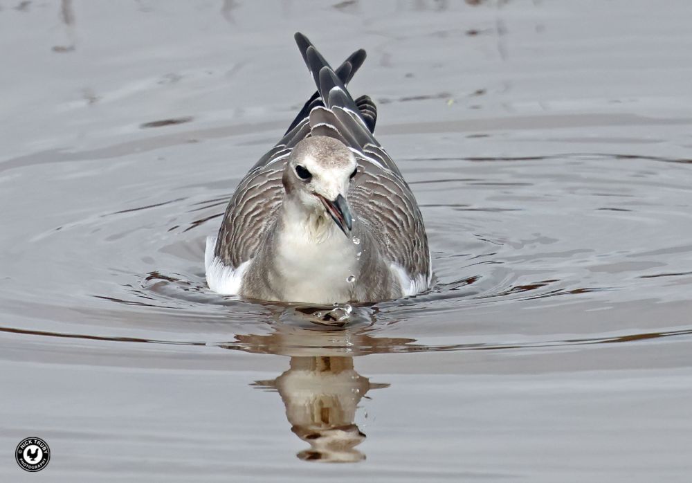 Sabine's Gull