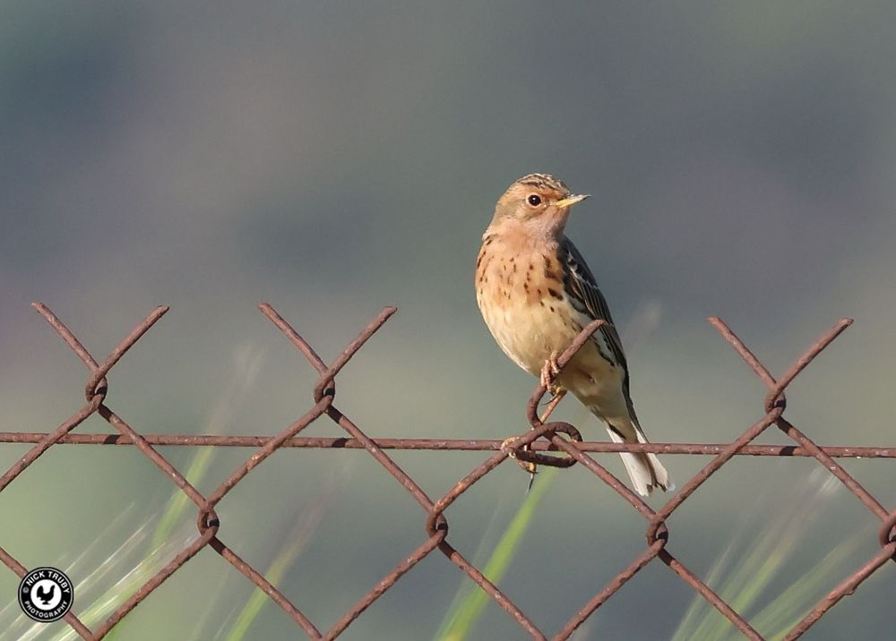 Red-throated Pipit