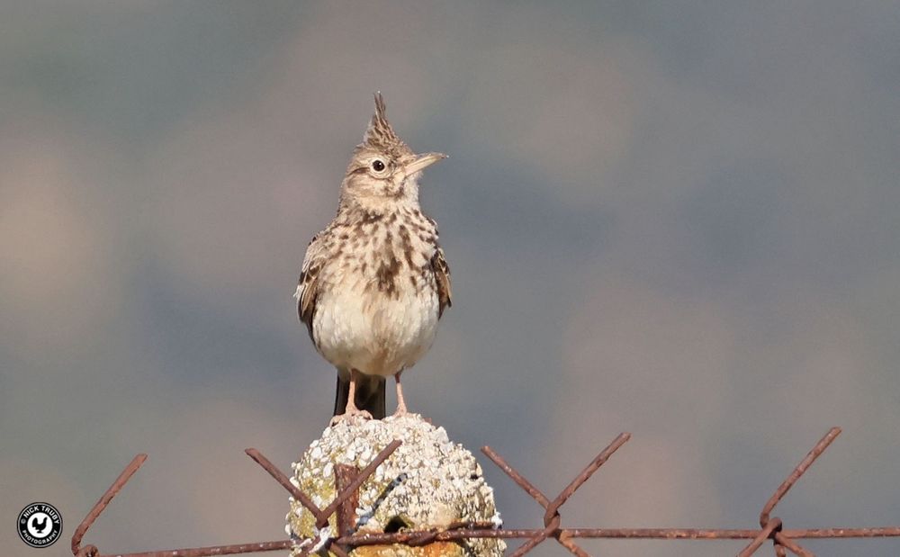 Crested Lark