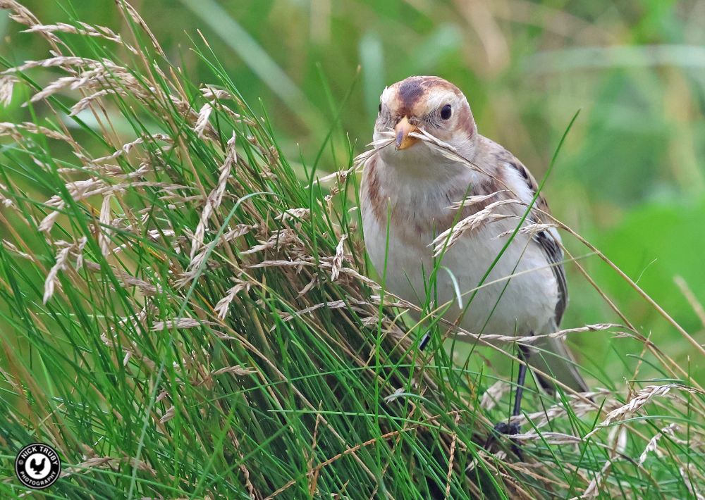 Snow Bunting