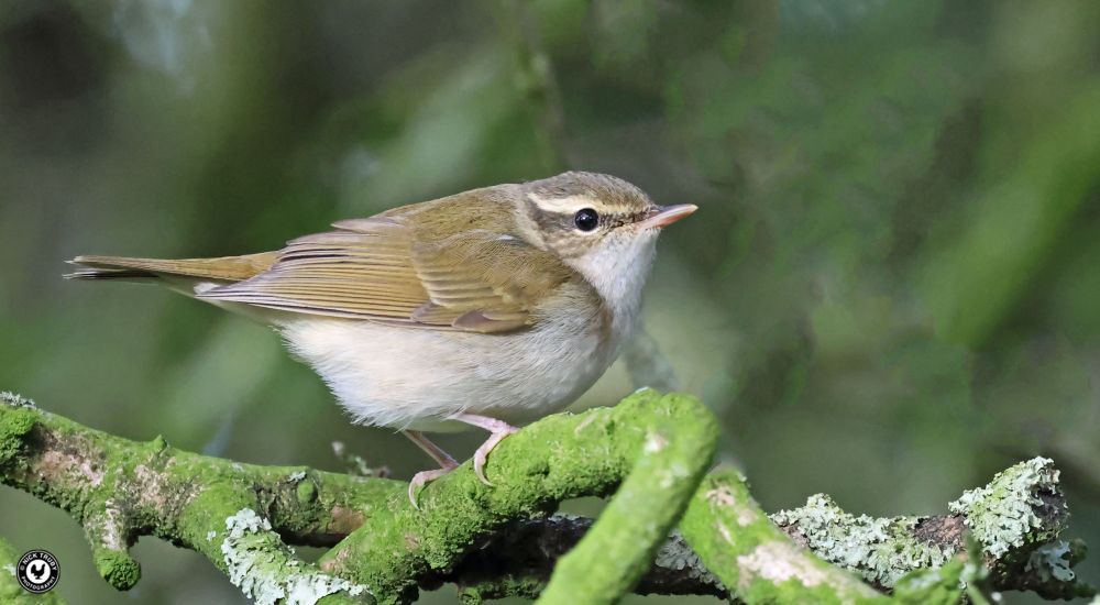Pale-legged Leaf Warbler