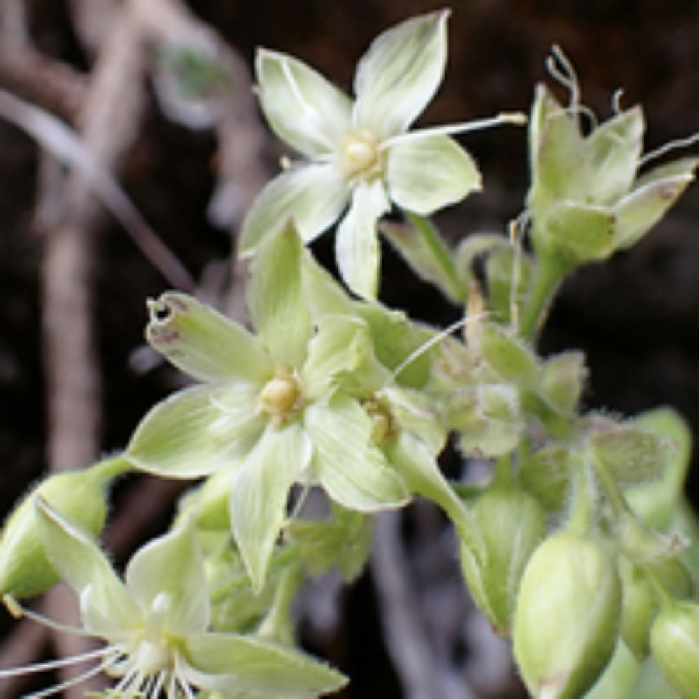 Schiedea waiahuluensis (Caryophyllaceae), an enigmatic new species from Kaua'i, Hawaiian Islands and the first species discovered by a drone collection system