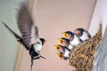 ツバメの巣とツバメの親子