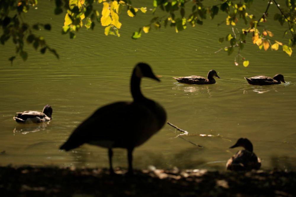 Someone really has been killing geese in Ohio – but it wasn’t Haitian immigrants