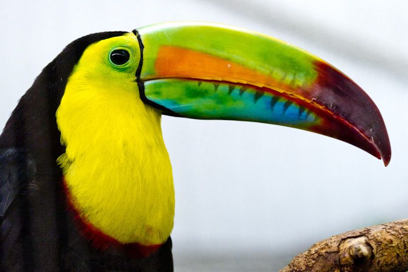 Beautiful multicolored Toucan at National zoo