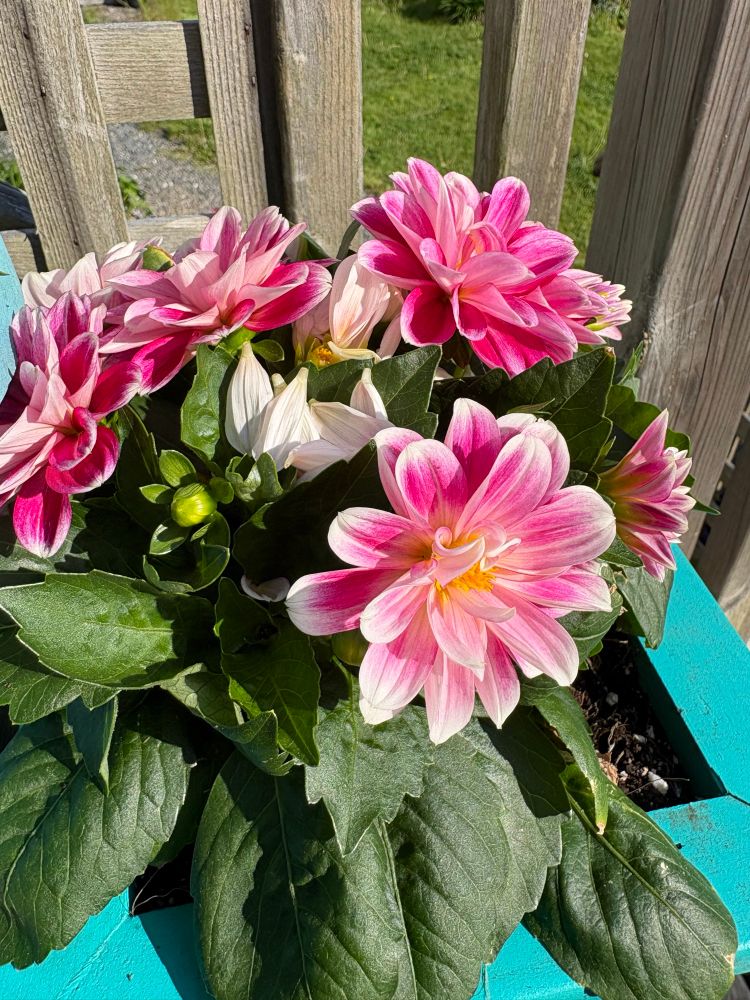 A pink and white dahlia with multiple blooms, in a square, turquoise pot against a weathered wood railing.