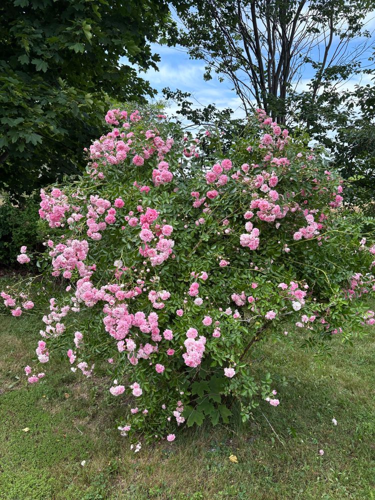 A blooming Dorothy Perkins rose, with petals ranging from pale to mid-pink. Although it is a rambling rose, it is supported in part by a trellis.