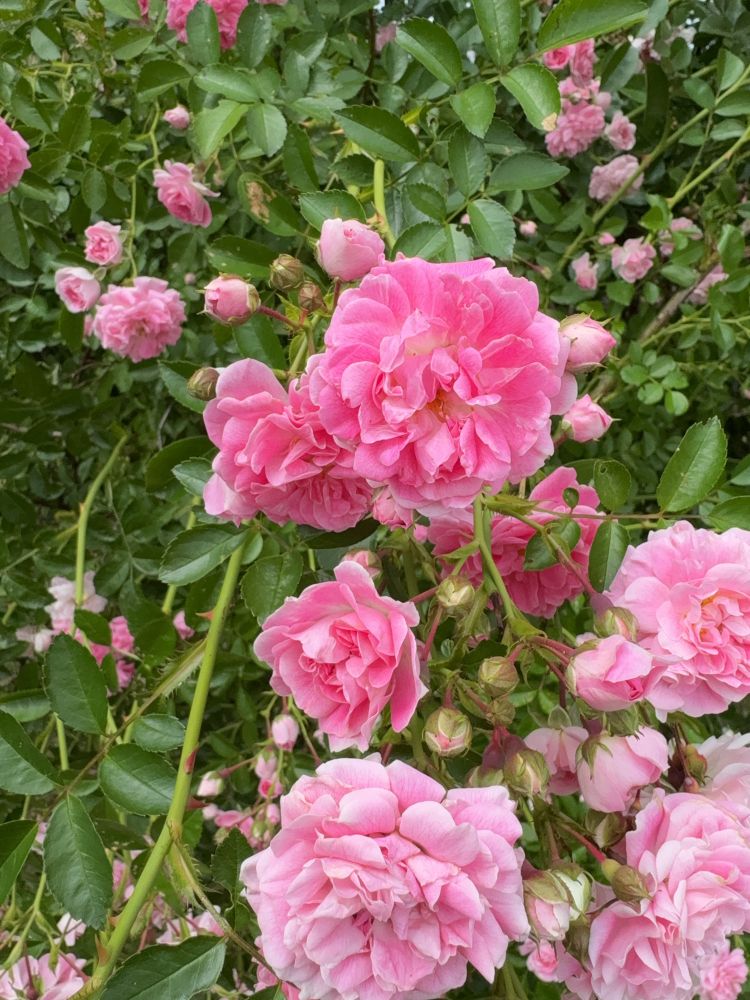 Close-up of the pale to mid-pink blooms on a Dorothy Perkins rose.