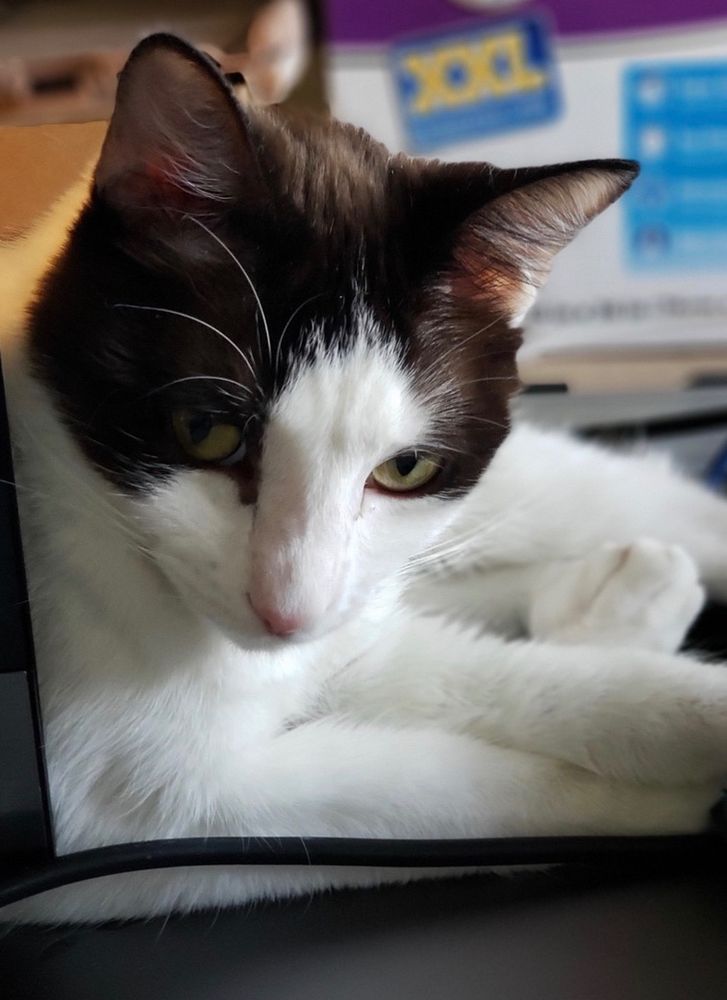 Lavender, the snowshoe girl, looking concerned
