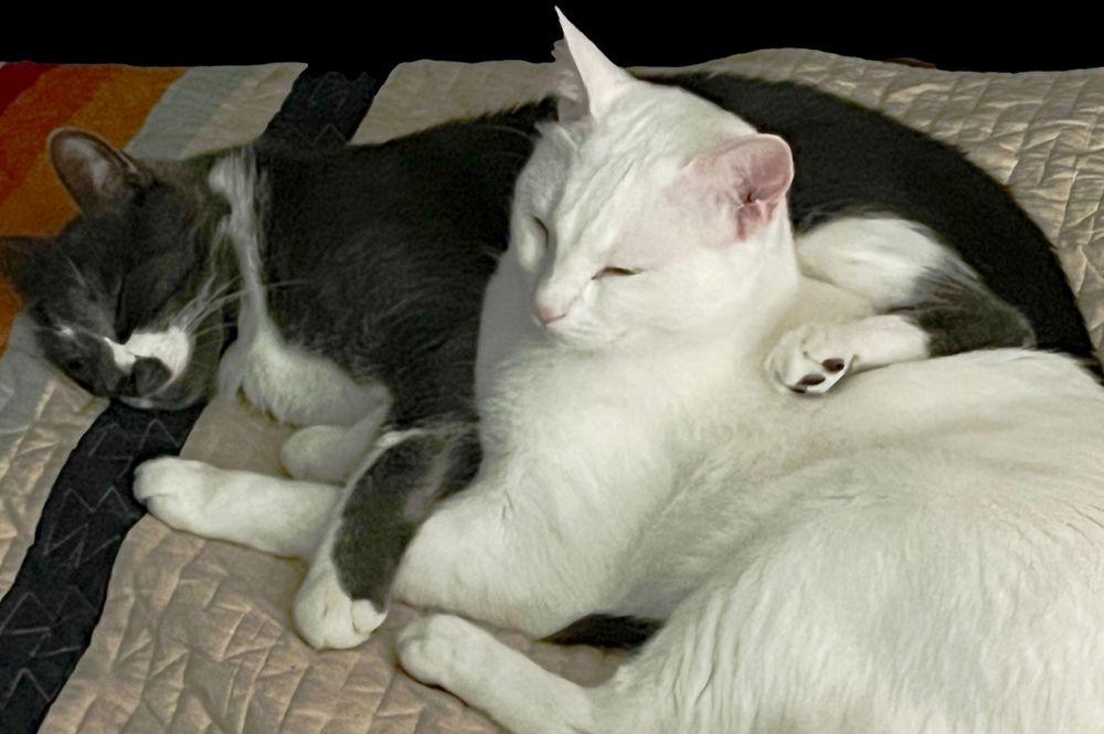 two cats who are bonded brothers lounging on a quilt; one is all-white and the other is gray with tuxedo-like white markings.