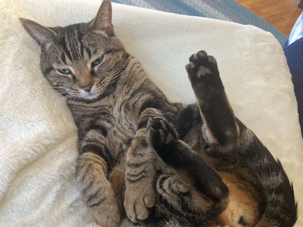 A cozy gray tabby cat with a kitten face,white on it’s muzzle and sea green eyes stares off in the distance while curled forward laying on its back showing off big bunny-like hind paws, with its tiny front paws twisted to the side where its gazing.