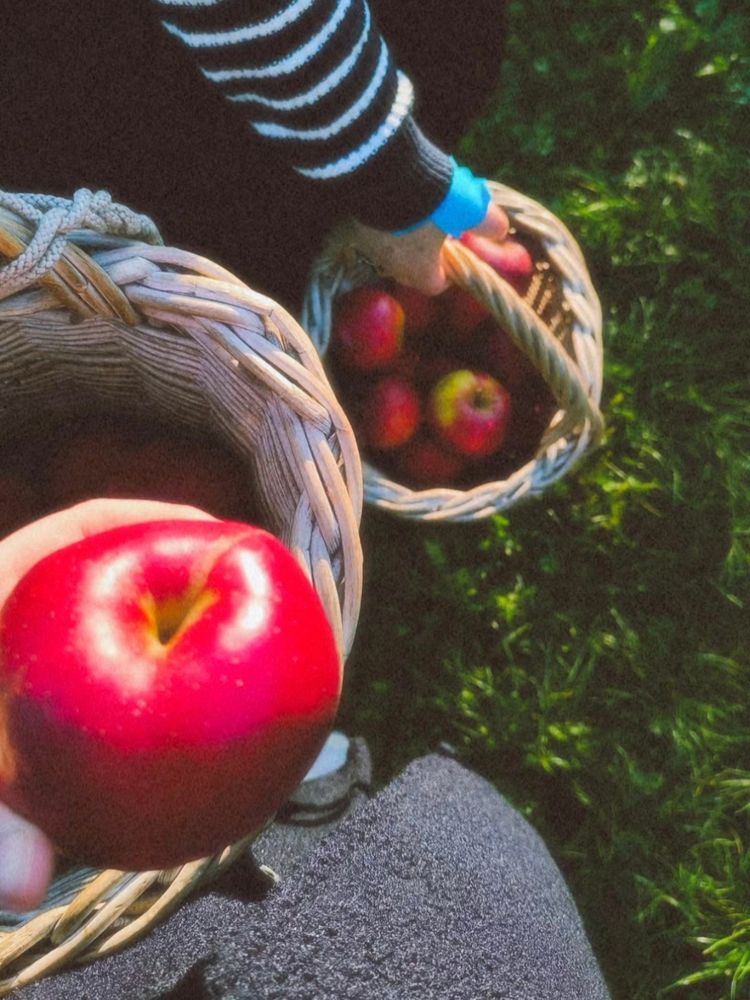 Von oben betrachtet links hält eine Hand einen Apfel, darunter ist ein Korb. Oben ist von eine andere Person einen Arm zu sehen, die auch einen Korb voll Äpfel trägt.