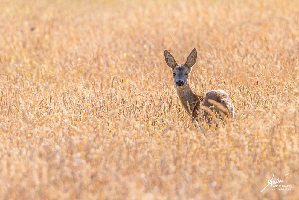Reegeit in geel grasveld 