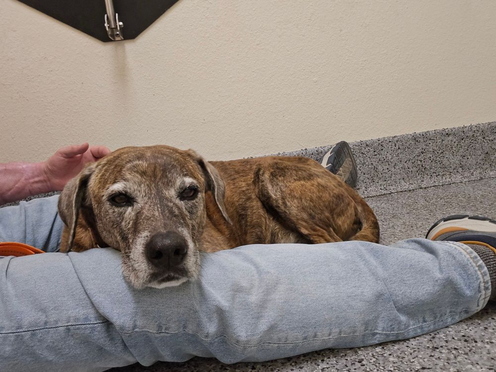 A photo from today while we were at the vet waiting for his test results 