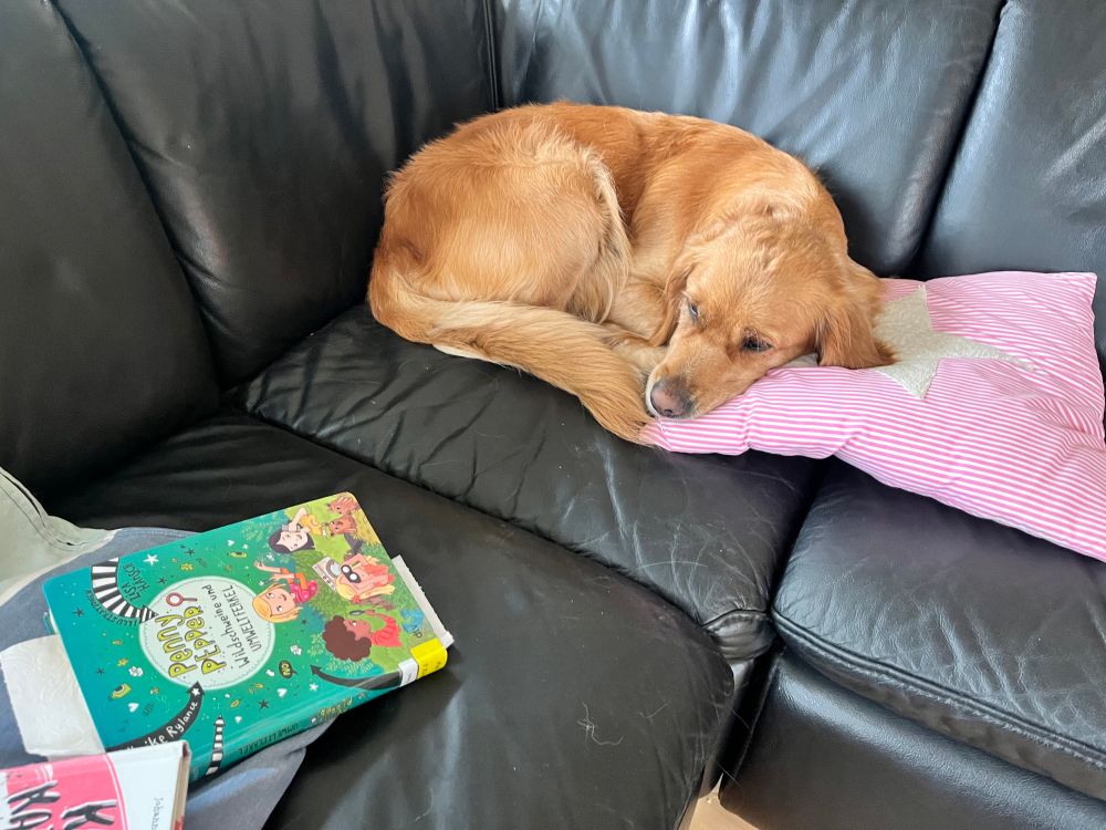 Hündin schläft auf Sofa